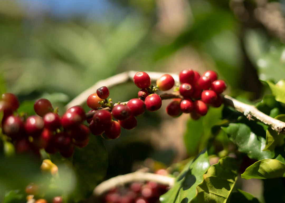 COLOMBIA | Specialty Coffee | New