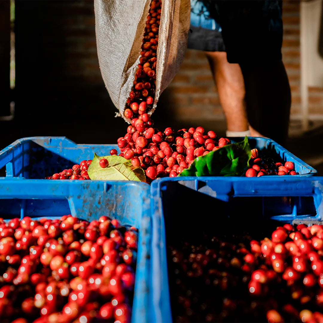 Unroasted Green Coffee Beans for Home Roasting | O Coffee