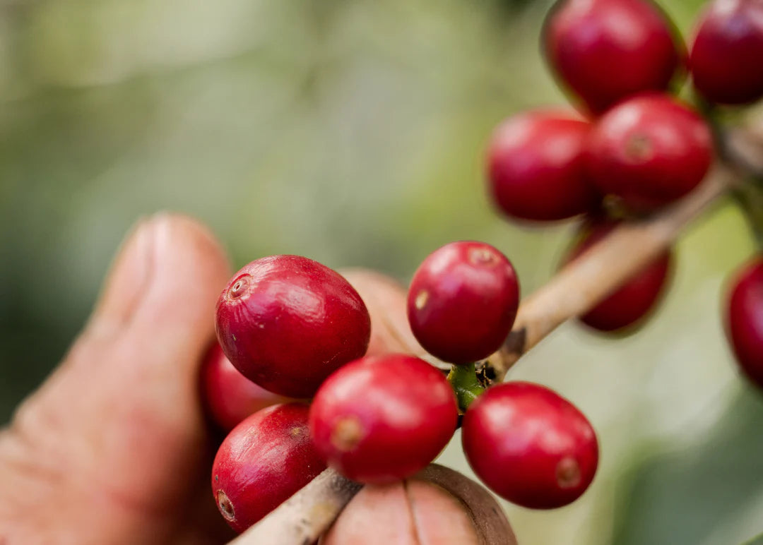 Unroasted Green Coffee Beans for Home Roasting | O Coffee