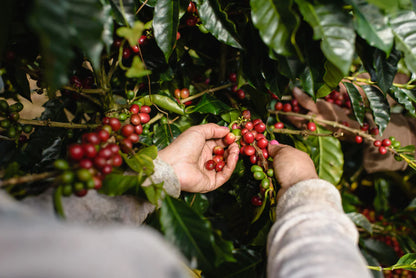 Specialty Green Coffee Beans