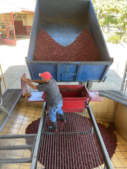 Specialty Green Coffee Beans