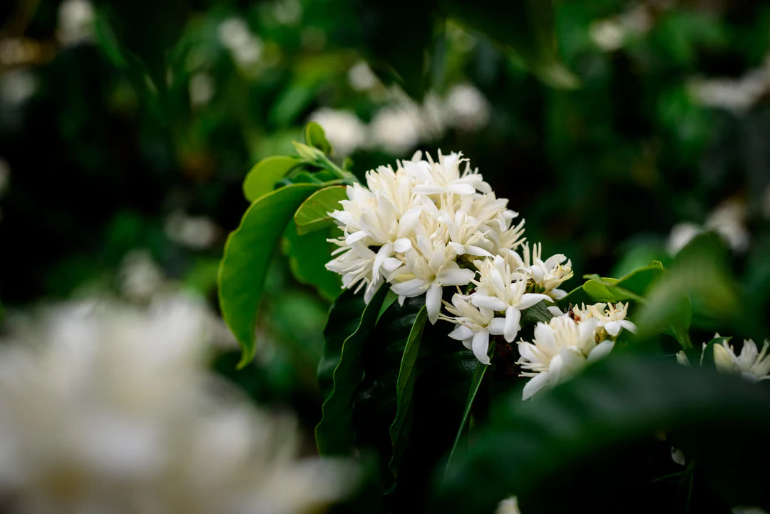Specialty Green Coffee Beans