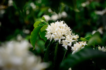 Specialty Green Coffee Beans