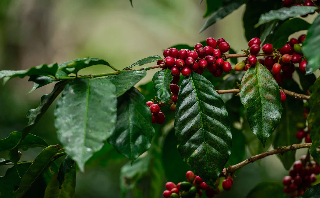 Unroasted Green Coffee Beans for Home Roasting | O Coffee